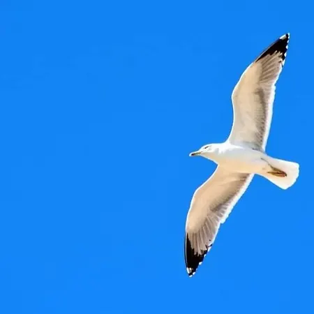 In Downtown - Serenity 阿尔布费拉